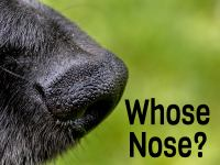 Whose_Nose_